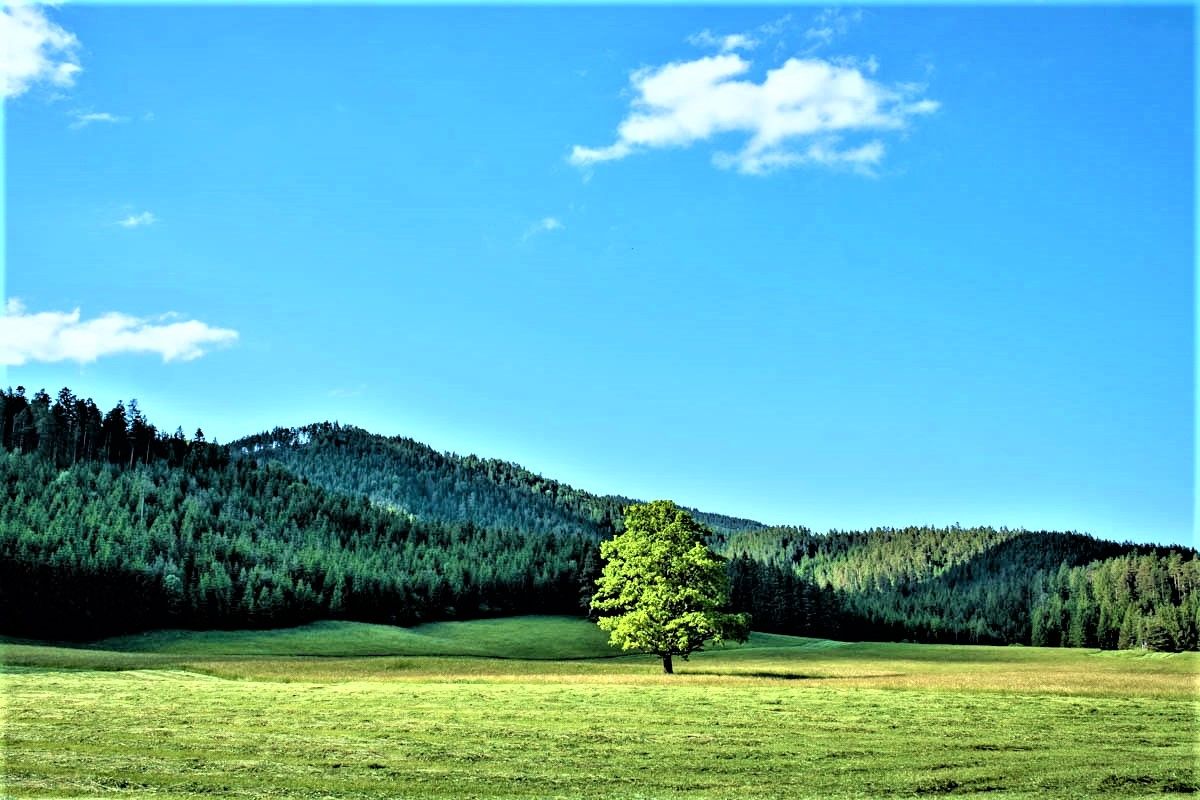 Einzelner Baum auf einer Wiese vor bewaldeten Hügeln und blauem Himmel.