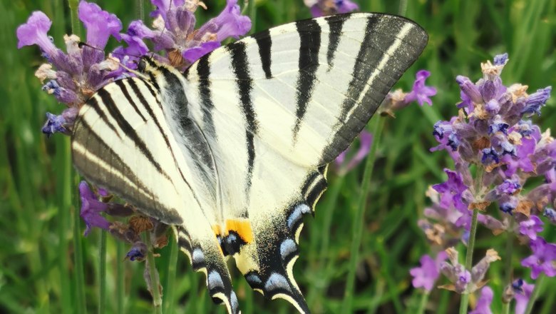 A butterfly with black and white stripes sits on purple lavender flowers.