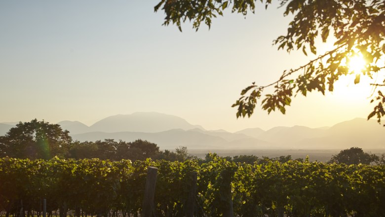 Weinberge bei weichem Licht im Sonnenuntergang mit Blick auf die Alpen.