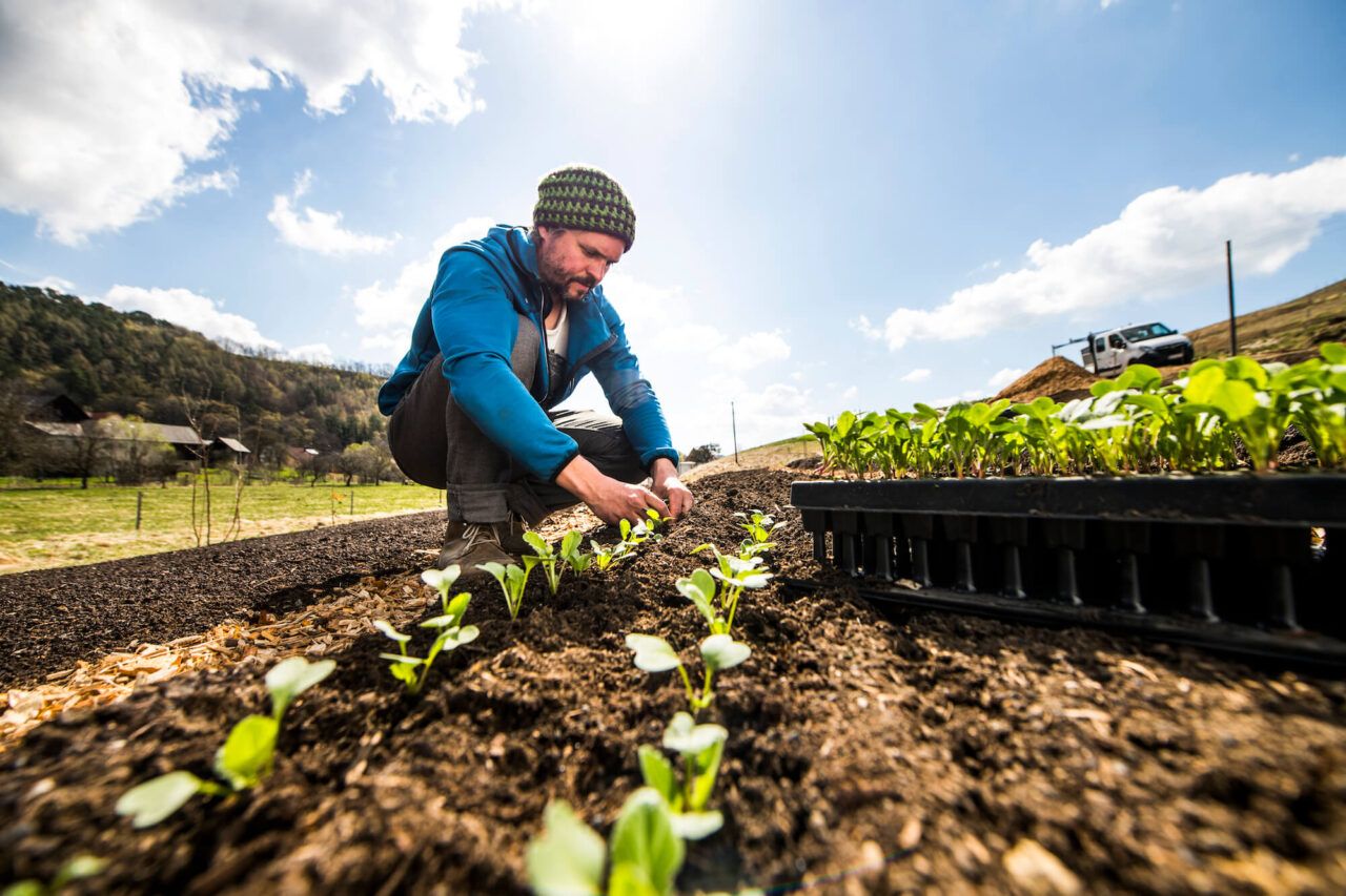 Ein Mann setzt Pflanzen in die Erde auf einem Feld, im Hintergrund blauer Himmel.