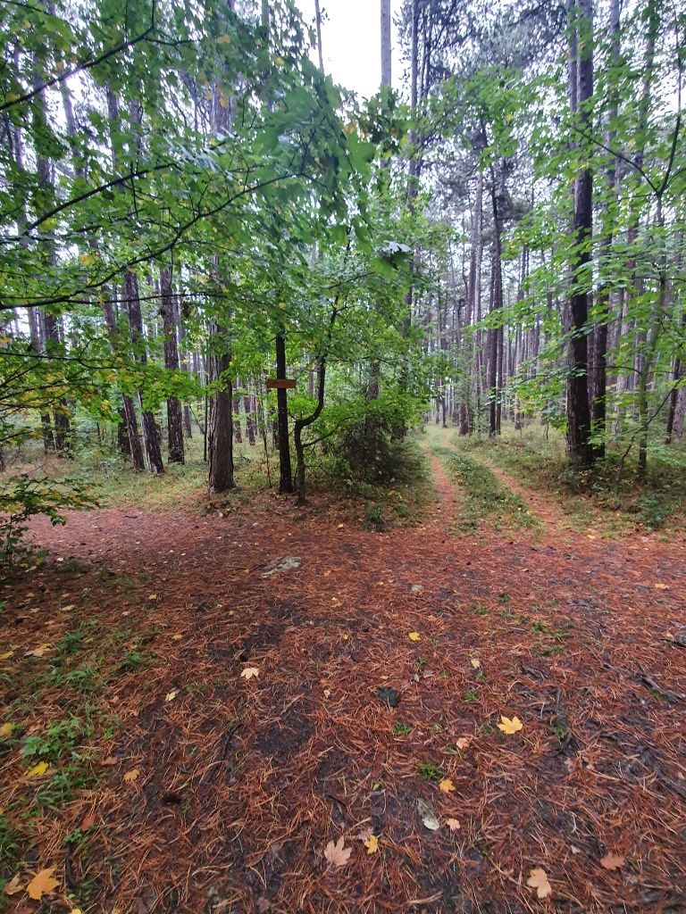 Forest path