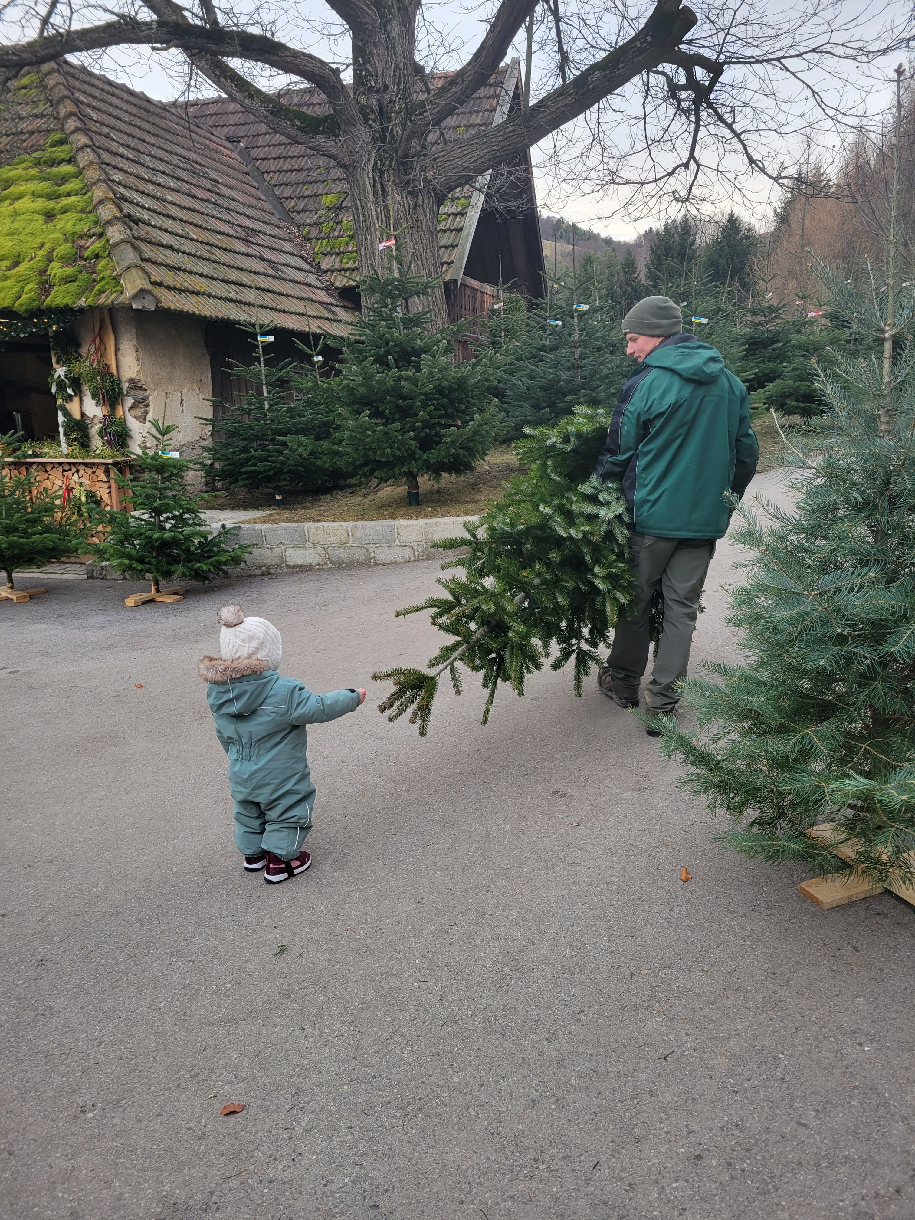 The Spenger Family's Christmas Tree Sale: A person is showing a toddler a fir tree among many Christmas trees in front of an old farmhouse.