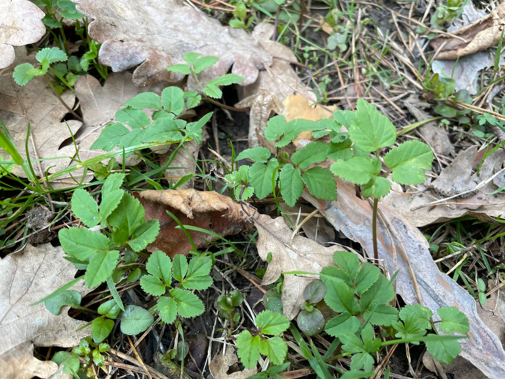 Grüne Pflanzen wachsen zwischen trockenen Blättern auf dem Waldboden.
