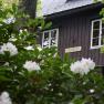 Wooden hut behind flowering rhododendron bushes.