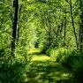 A narrow, grassy path leads through a dense, green forest.