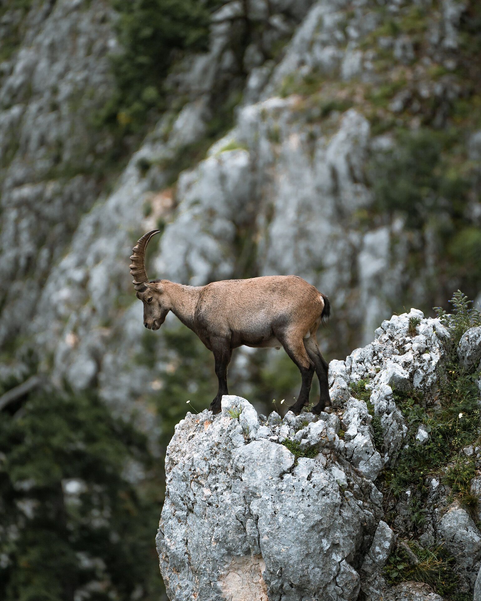 Ein majestätischer Steinbock steht stolz auf einem Felsen und blickt über die atemberaubende Landschaft der Wiener Alpen. Die frische Bergluft und die beeindruckenden Ausblicke laden dazu ein, die Schönheit der Natur zu genießen und unvergessliche Momente zu erleben.
