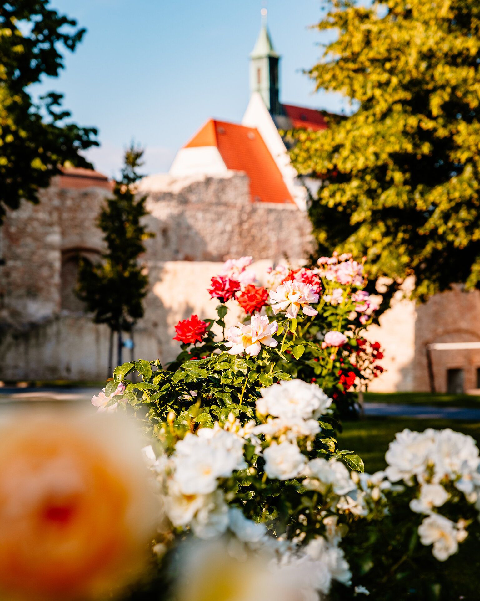 Sommer in der Stadt Rosengarten Stadtpark - (c) Busy Shutters_2581