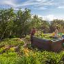 Two people work in a sunny garden with raised beds and plants.