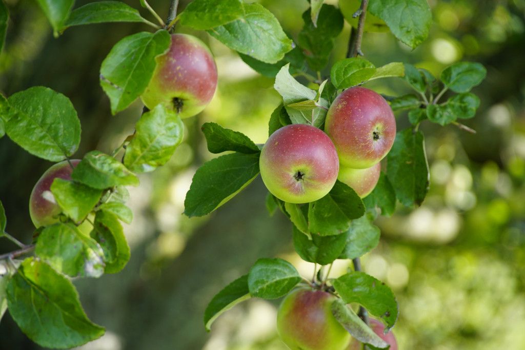 Apfelbaum