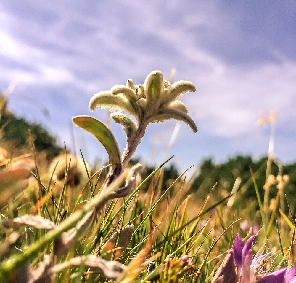 Inmitten der sanften Wiesen blüht die zarte Edelweißpflanze, ein Symbol der alpinen Schönheit. Der strahlend blaue Himmel und die sanften Hügel schaffen eine harmonische Kulisse, die zum Verweilen und Entspannen einlädt. Hier, wo die Natur in voller Pracht erblüht, wird jeder Schritt zu einem unvergesslichen Erlebnis.