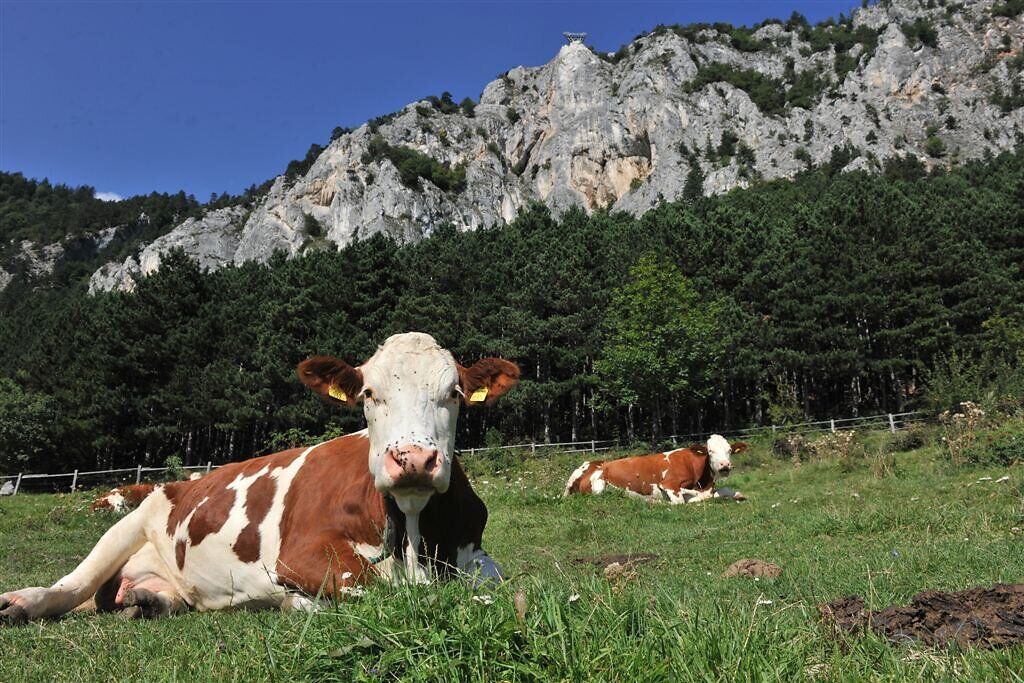 In der idyllischen Landschaft des Naturparks Hohe Wand grasen friedlich Kühe auf saftigem Grün, umgeben von majestätischen Bergen und dichten Wäldern. Die klare Luft und die beeindruckende Kulisse laden zu einem entspannenden Ausblick ein, während die sanften Geräusche der Natur eine harmonische Atmosphäre schaffen.