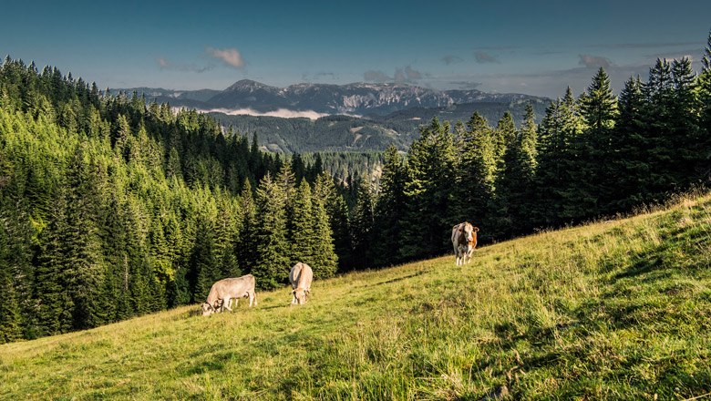 Wandern auf den Schwaigen, © Niederösterreich-Werbung/ Robert Herbst