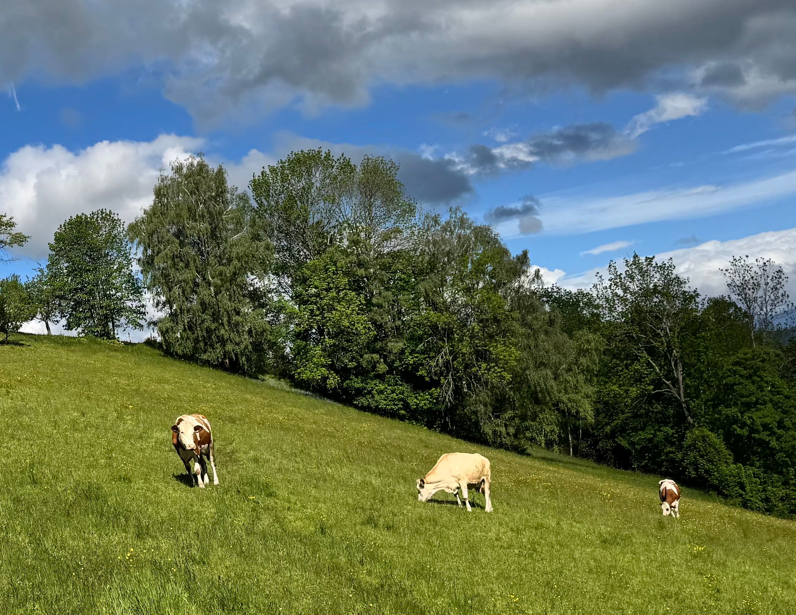 Drei Kühe grasen auf einer grünen Wiese vor einem Hintergrund aus Bäumen und blauem Himmel mit Wolken.