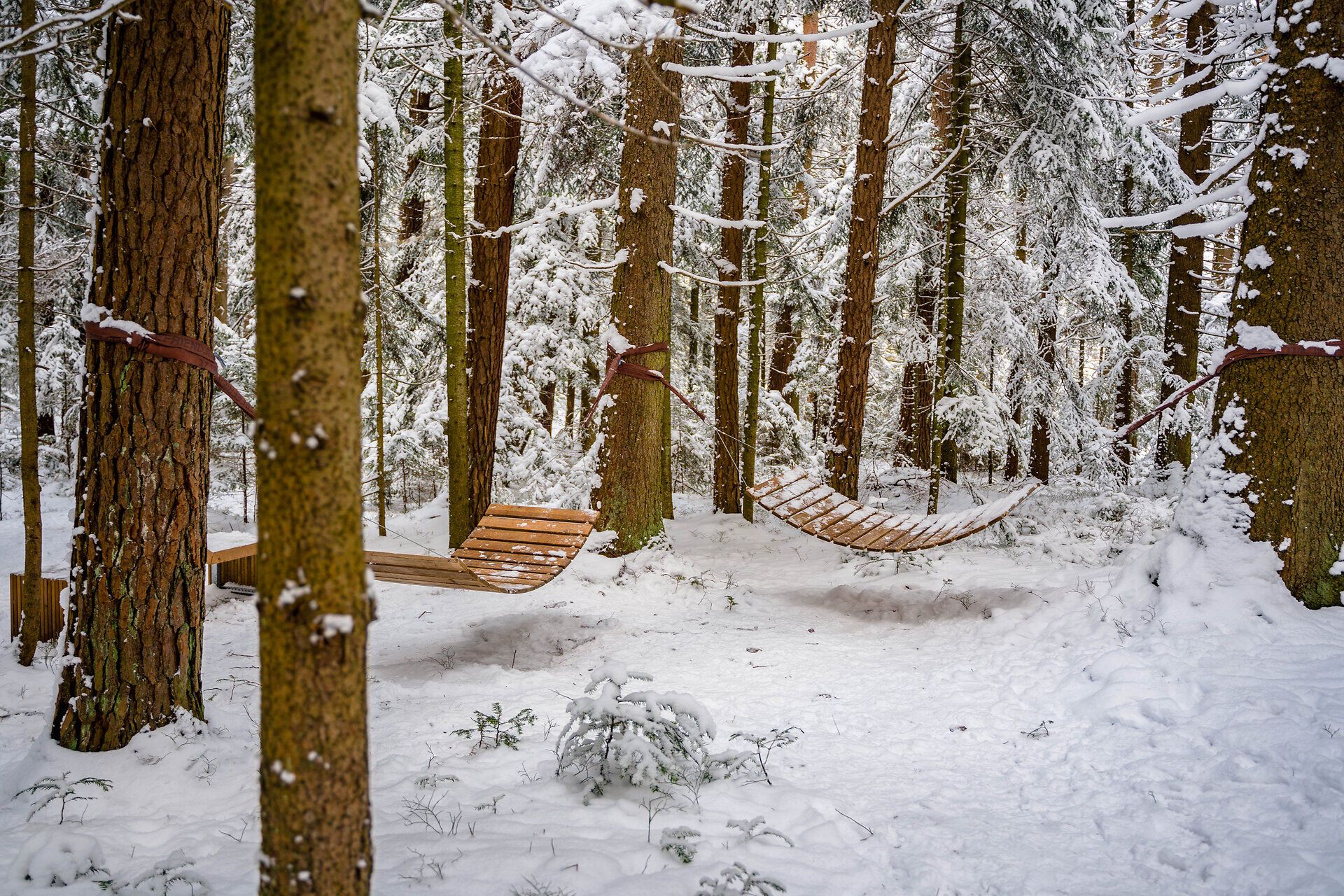 Zwei Holzhängematten hängen zwischen hohen Bäumen im verschneiten Wald.