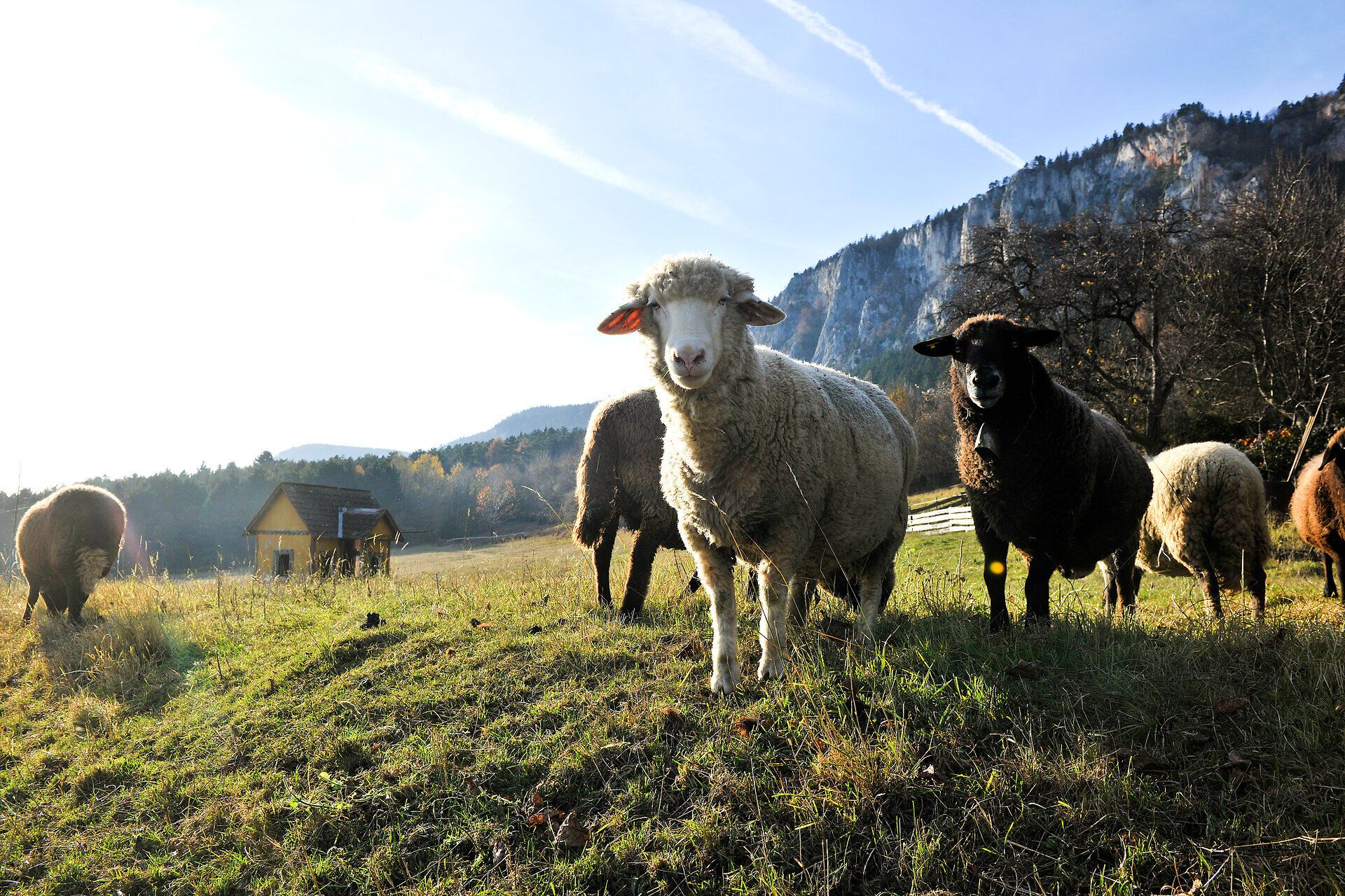 Die sanften Hügel und die friedliche Atmosphäre laden zu einem entspannten Spaziergang ein. Schafe grasen friedlich auf der Wiese, während die warmen Sonnenstrahlen die herbstlichen Farben der Landschaft zum Leuchten bringen.