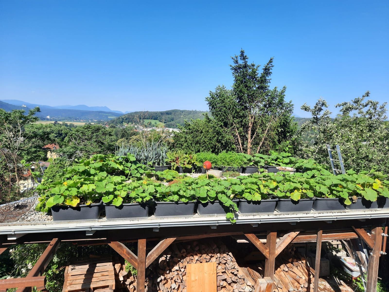 Dachgarten mit Pflanzen in schwarzen Behältern, umgeben von Bäumen und Hügeln im Hintergrund.