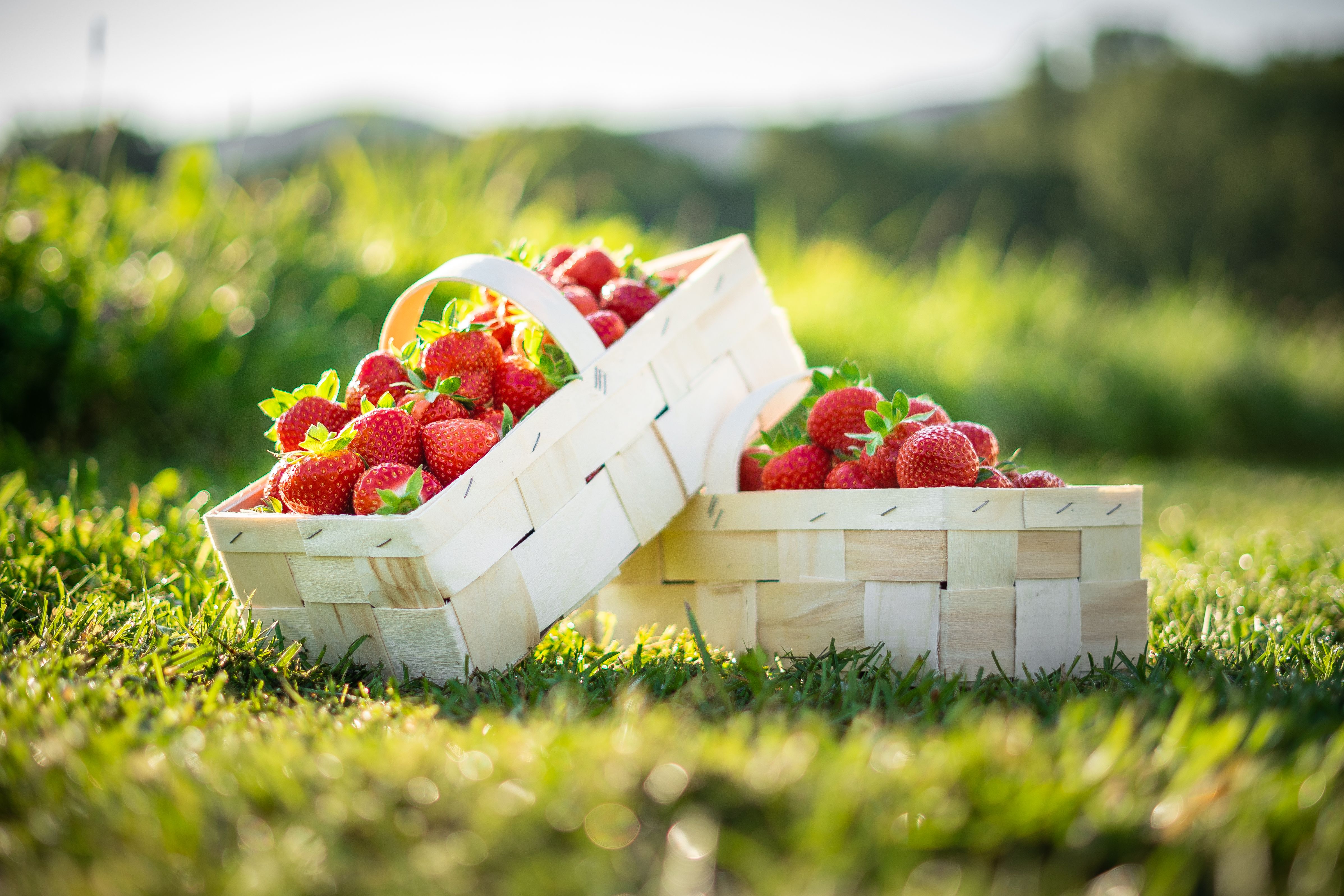 Zwei Körbe gefüllt mit Erdbeeren auf einer grünen Wiese.