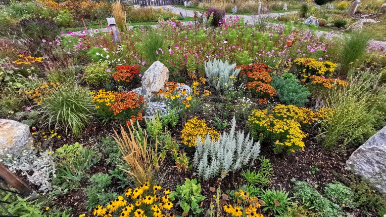 A colorful wild bee garden with various flowers and plants, surrounded by small stones and a wooden fence in the background.