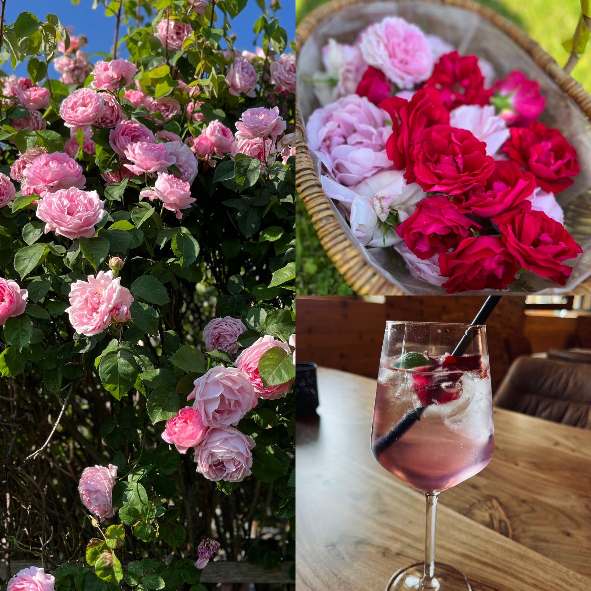 Collage mit Rosenstrauch, Korb voller Rosenblüten und Getränk mit Rosensirup.