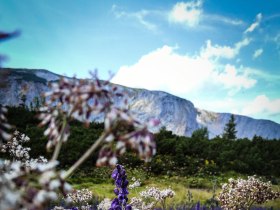 Inmitten der majestätischen Berge blühen leuchtend violette Pflanzen, die die alpine Landschaft in ein Farbenmeer verwandeln. Die frische Bergluft und das sanfte Rauschen der Natur laden zu einem unvergesslichen Erlebnis ein.