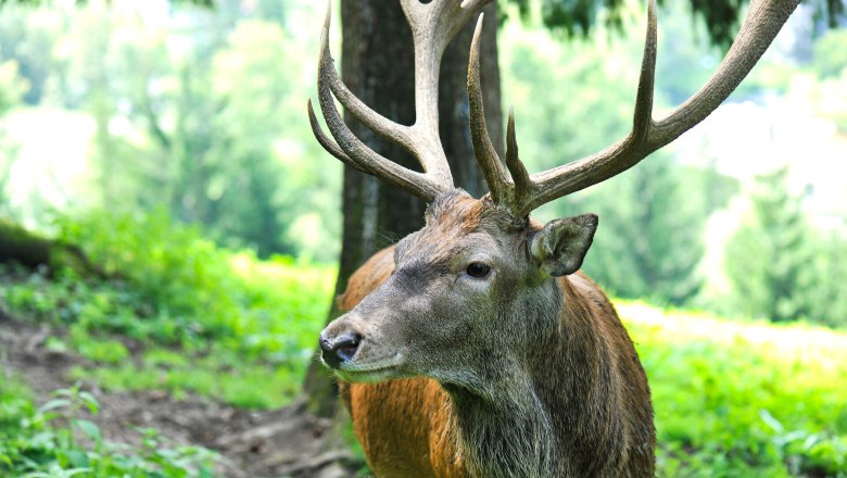 In der idyllischen Sommerlandschaft des Naturparks Falkenstein streift ein majestätischer Hirsch durch die saftigen Wiesen. Umgeben von üppigem Grün und dem sanften Rauschen der Bäume, vermittelt die Szene ein Gefühl von Ruhe und Freiheit. Hier, wo die Natur in voller Pracht erblüht, wird jeder Moment zum unvergesslichen Erlebnis.