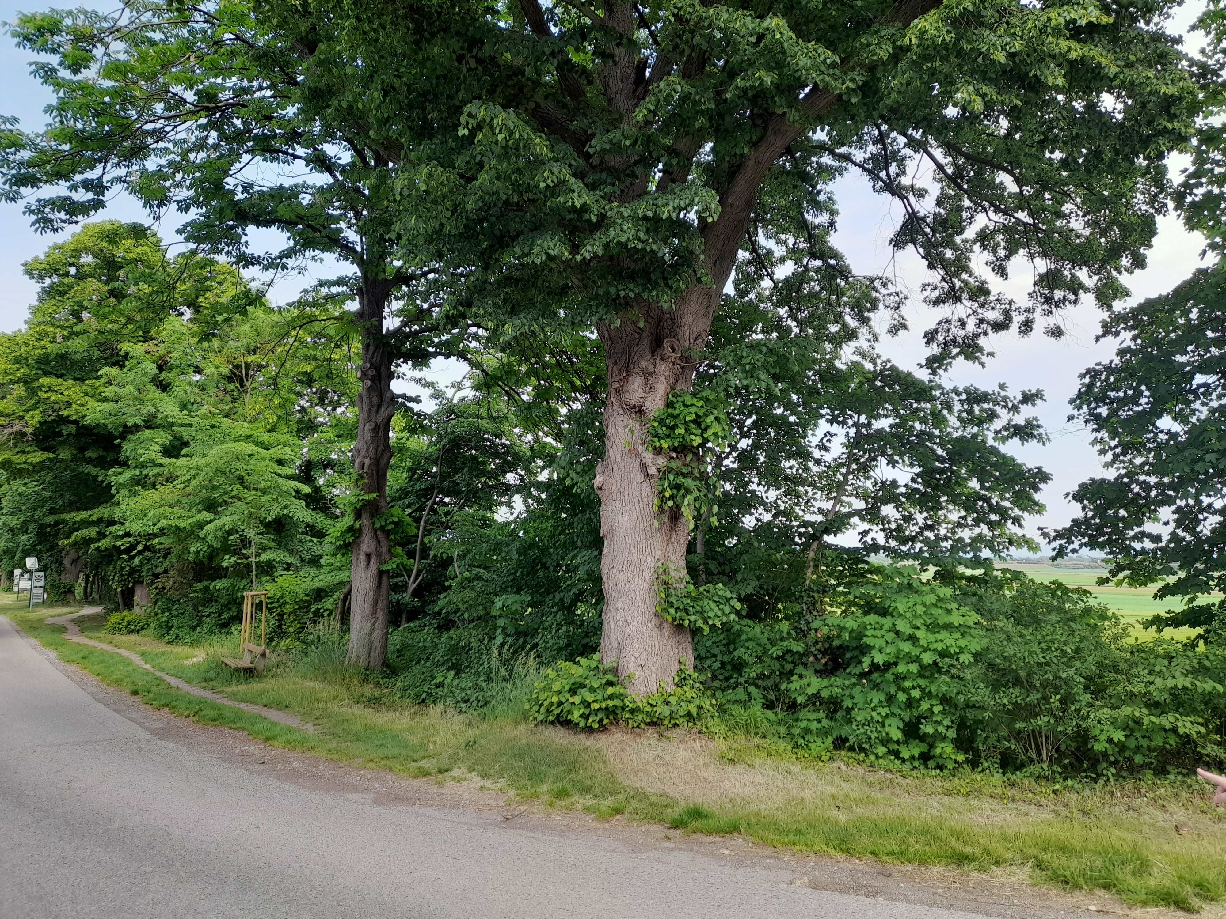 Ein großer Baum steht am Straßenrand neben einer Landstraße.
