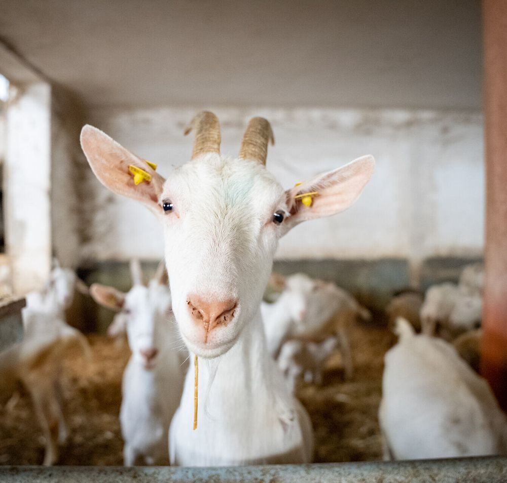 Inmitten der sanften Hügel der Buckligen Welt grasen die Ziegen friedlich in ihrem Stall. Ihre neugierigen Augen und das sanfte Schnauben schaffen eine einladende Atmosphäre, die Besucher in die ländliche Idylle entführt. Hier erleben Sie die Harmonie zwischen Mensch und Tier in einer malerischen Umgebung.