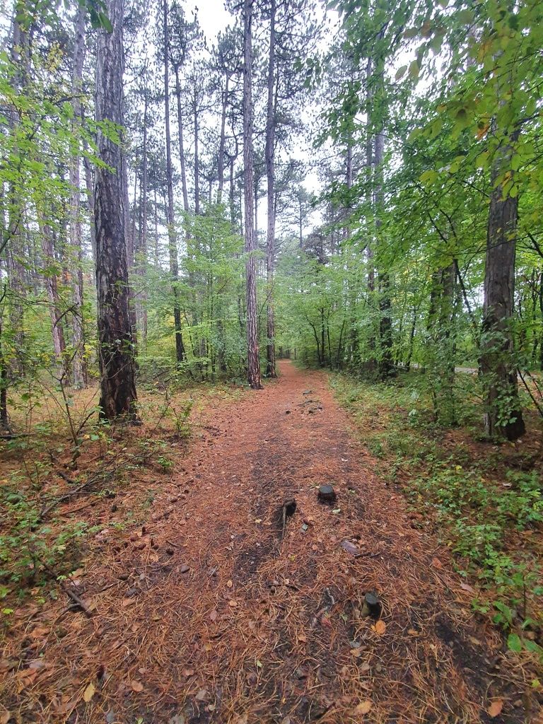 Forest path