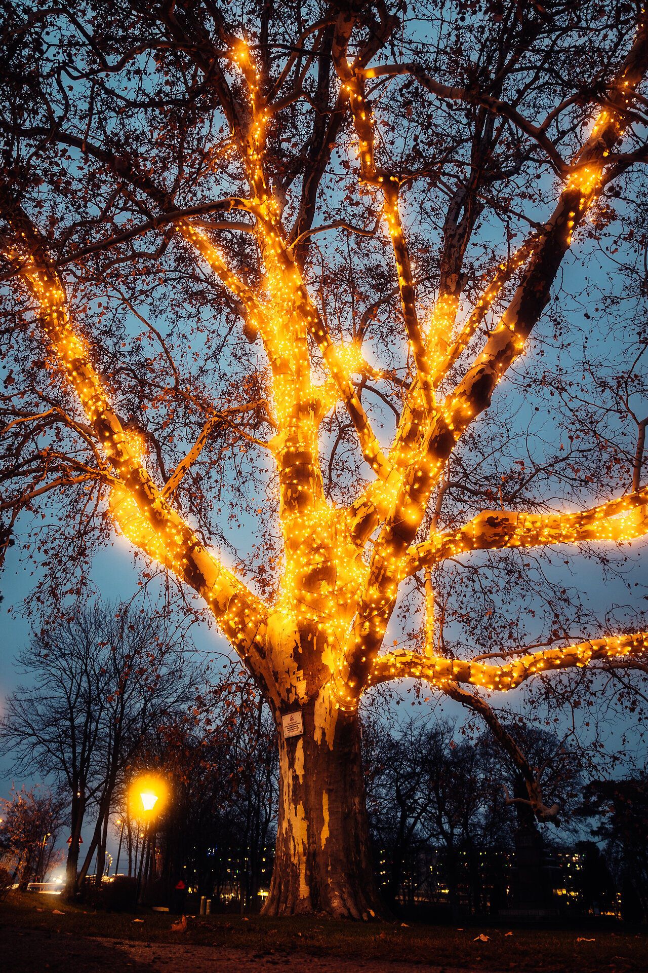 Weihnachtsbeleuchtung Stadtpark - (c) Busy Shutters_5551