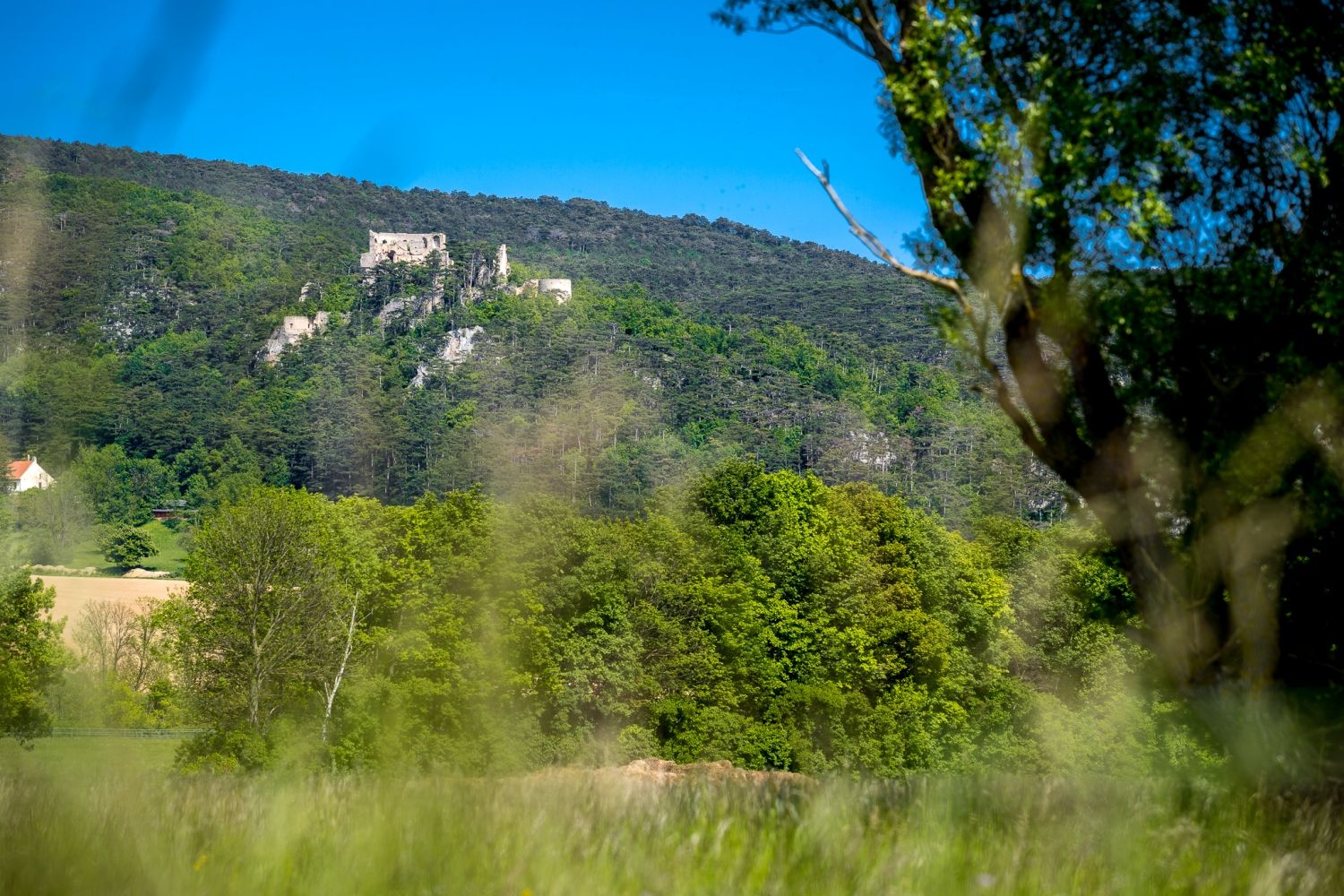 Burgruine Emmerberg auf einem bewaldeten Hügel, umgeben von grünen Bäumen und blauem Himmel.