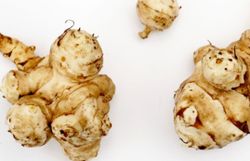 Topinambur-Knollen vor weißem Hintergrund.