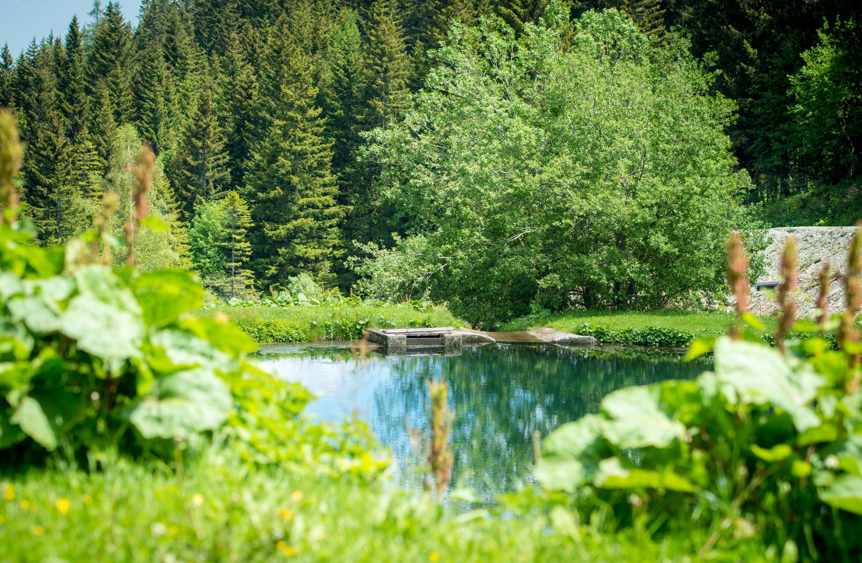 Ein Naturteich umgeben von grüner Vegetation und einem Wald im Hintergrund.