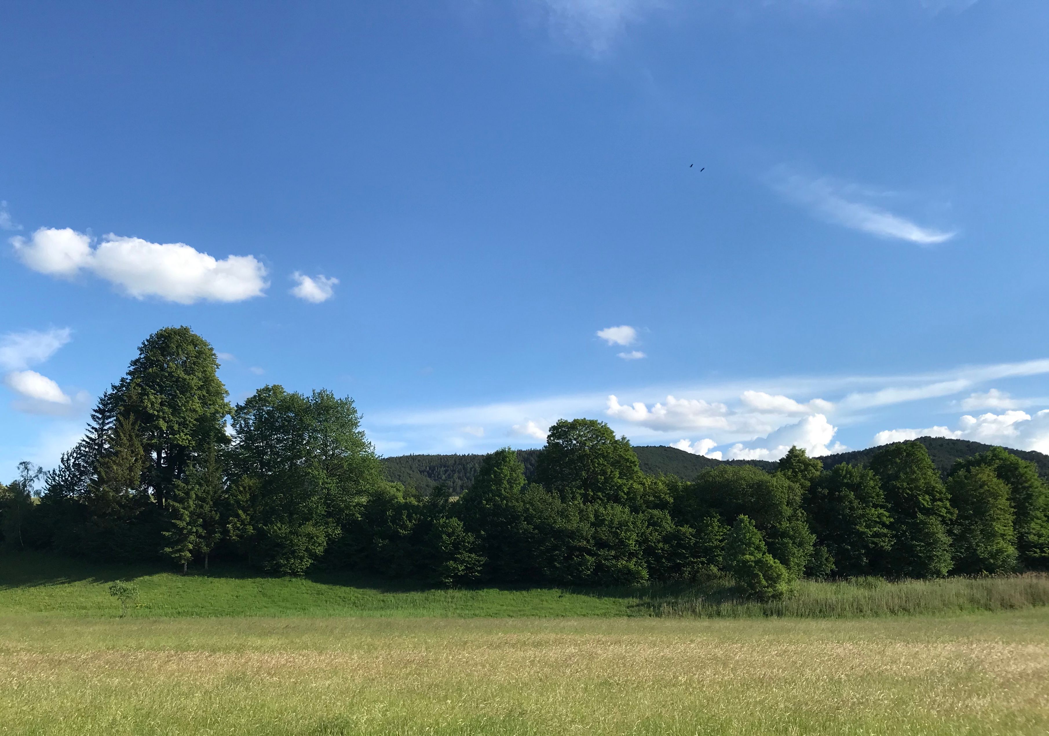 Grüne Wiese mit Bäumen und blauem Himmel im Hintergrund.