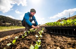 Ein Mann setzt Pflanzen in die Erde auf einem Feld, im Hintergrund blauer Himmel.