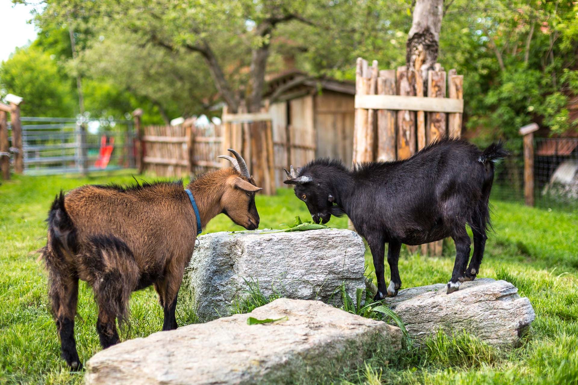 Zwei Ziegen stehen auf einem Stein in einem grünen Garten.