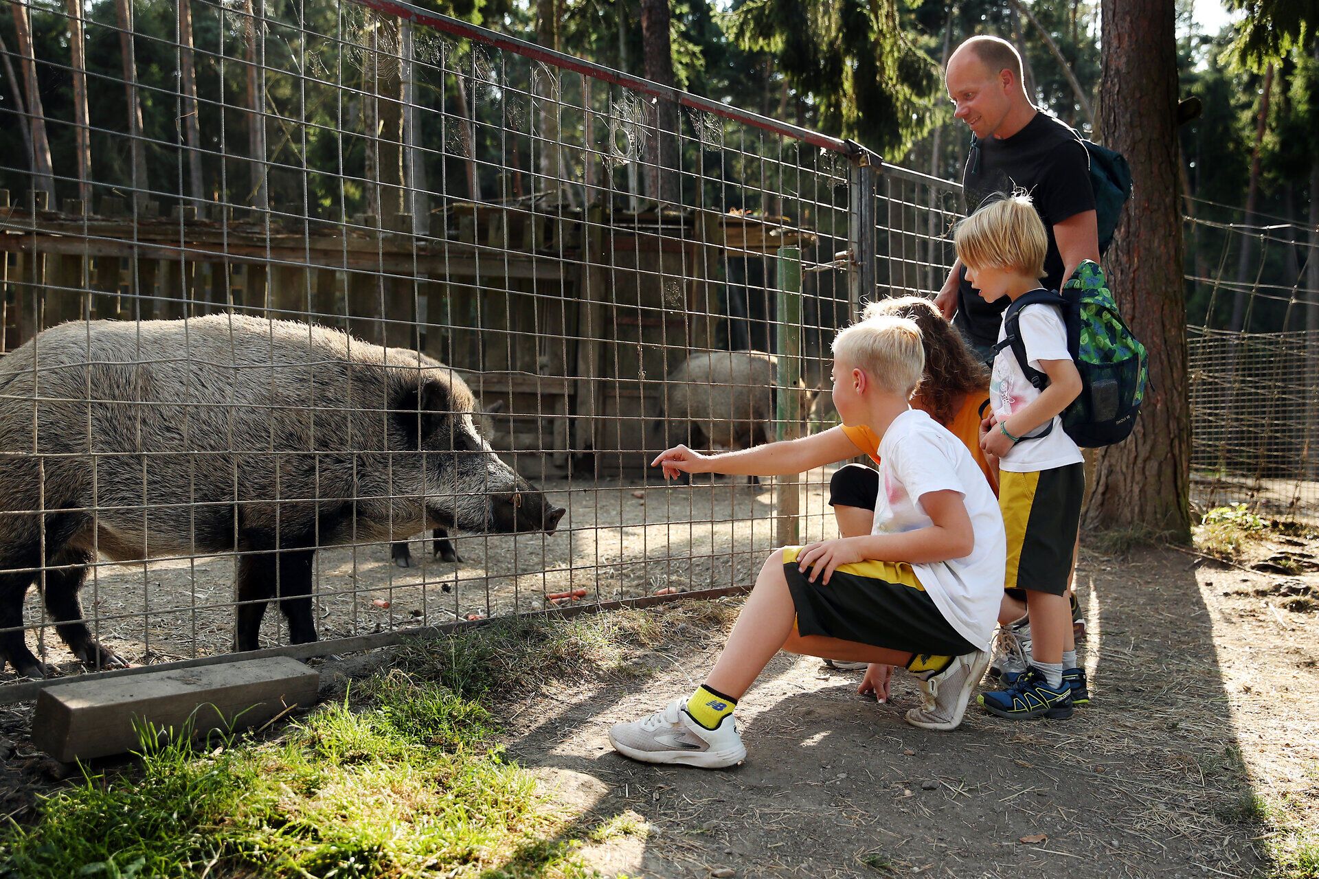 Eine Familie steht am Wildschweingatter im Naturpark Dobersberg, ein Schwein nähert sich neugierig. 