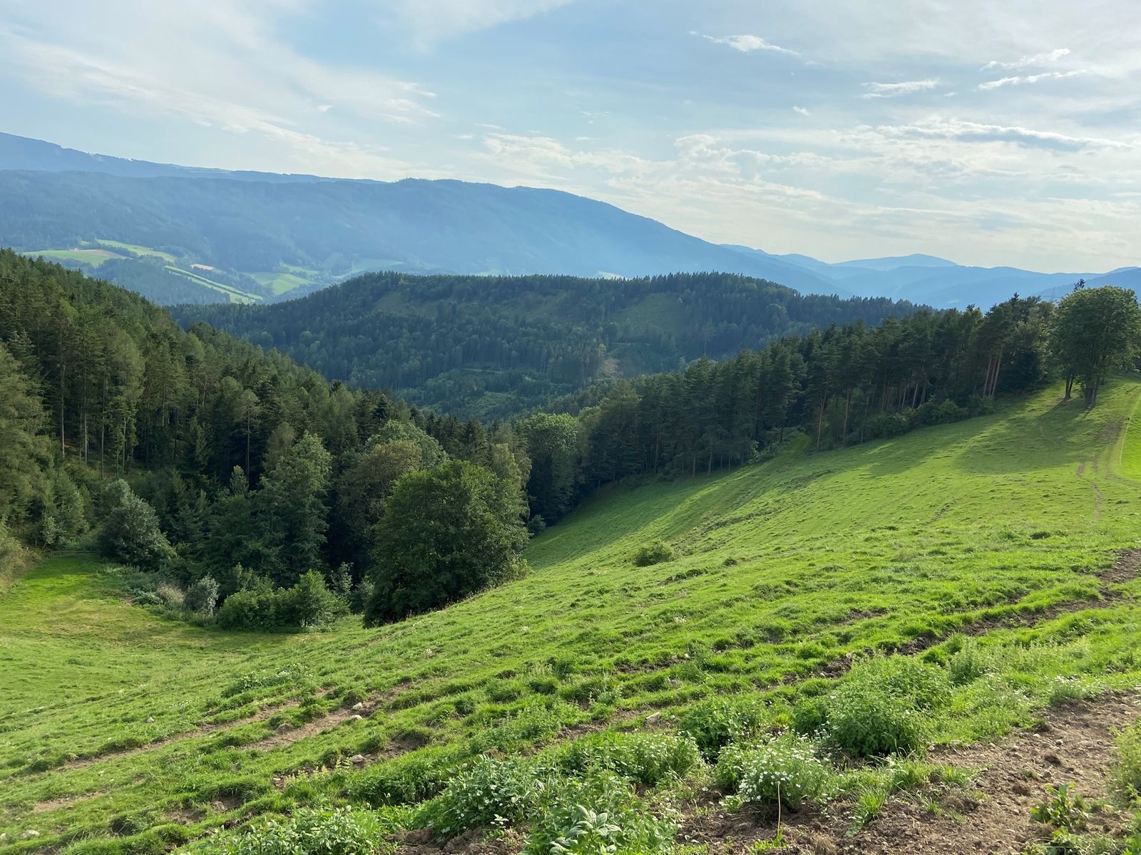 Grüne Hügel und Wälder mit Bergen im Hintergrund unter blauem Himmel.