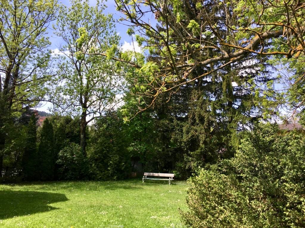 Ein grüner Garten mit Bäumen und einer Bank im Hintergrund.