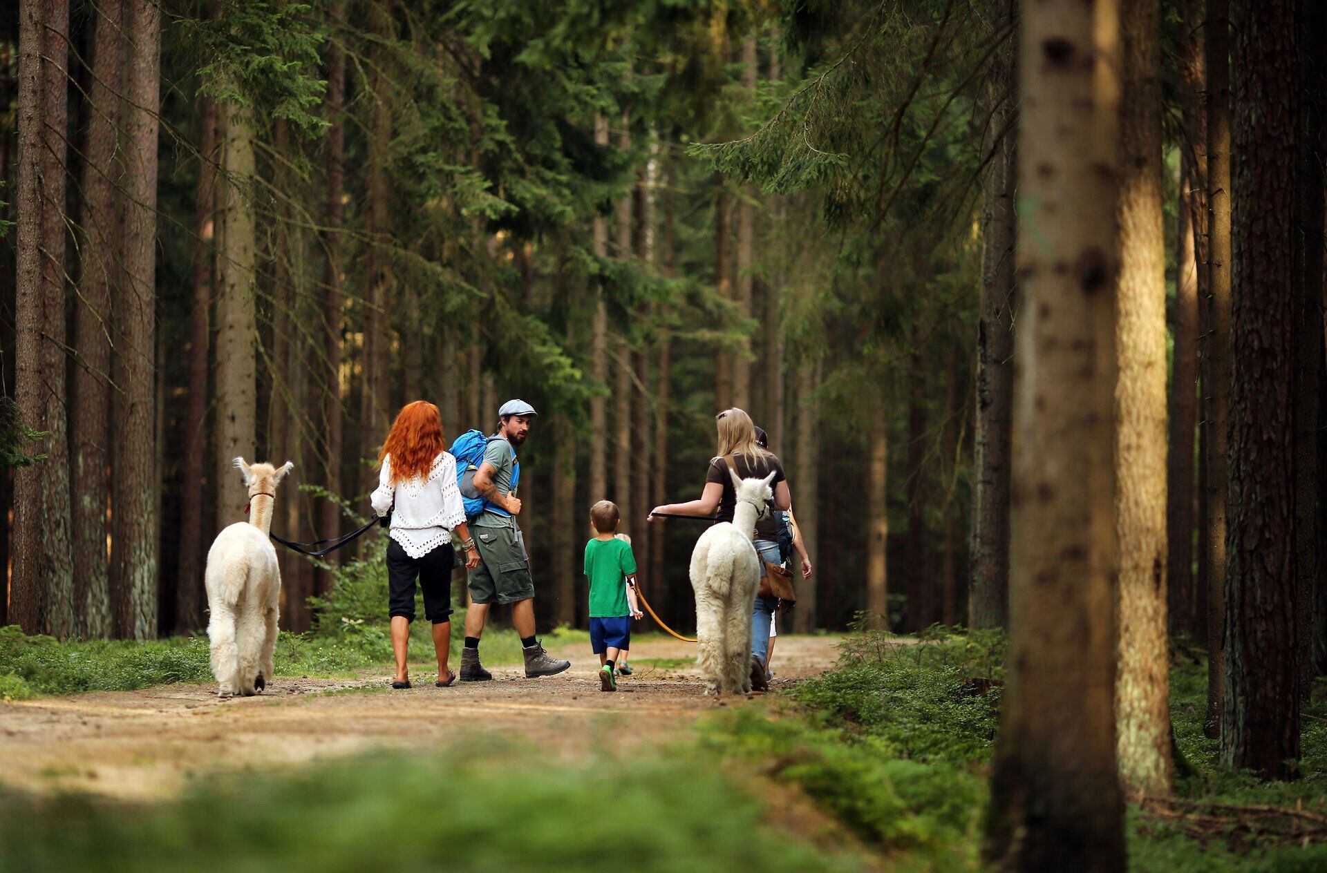 Eine Familie genießt einen entspannten Spaziergang durch den dichten Wald, während sie von zwei sanften Alpakas begleitet wird. Die frische Luft und das sanfte Licht der Nachmittagssonne schaffen eine harmonische Atmosphäre, die zum Verweilen einlädt.