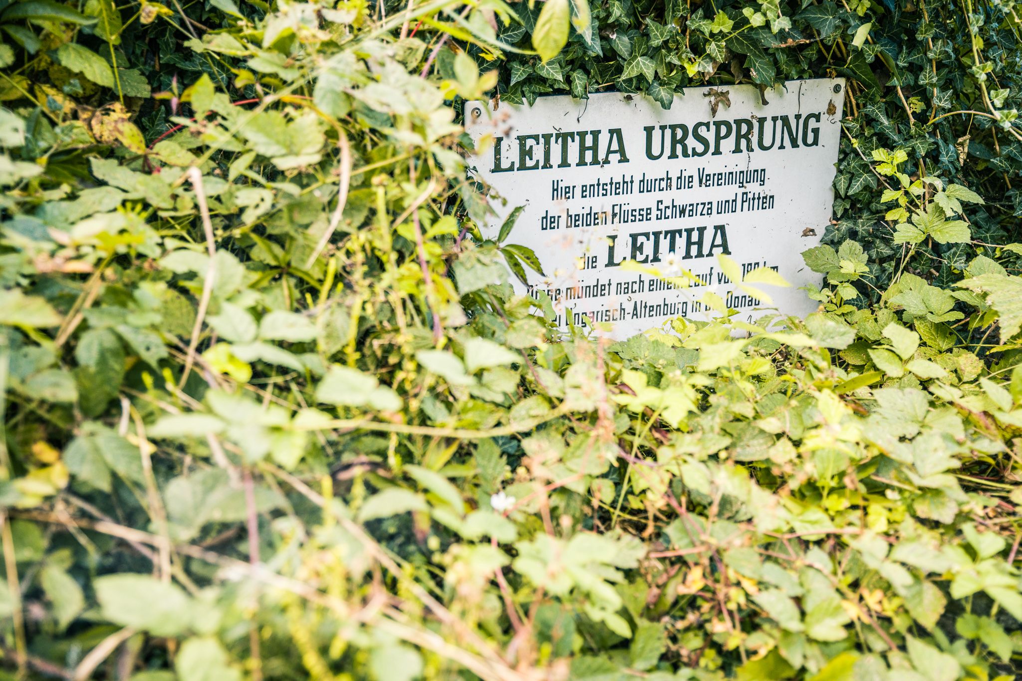 Ein Schild mit der Aufschrift 'Leitha Ursprung' ist von dichtem Grün überwuchert.
