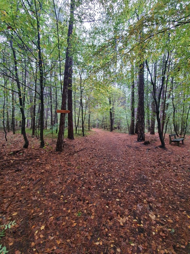 Forest path
