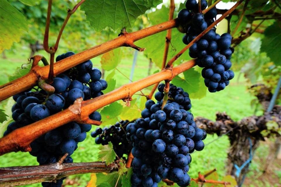 Nahaufname von dunklen Weintrauben an einem Weinstock.