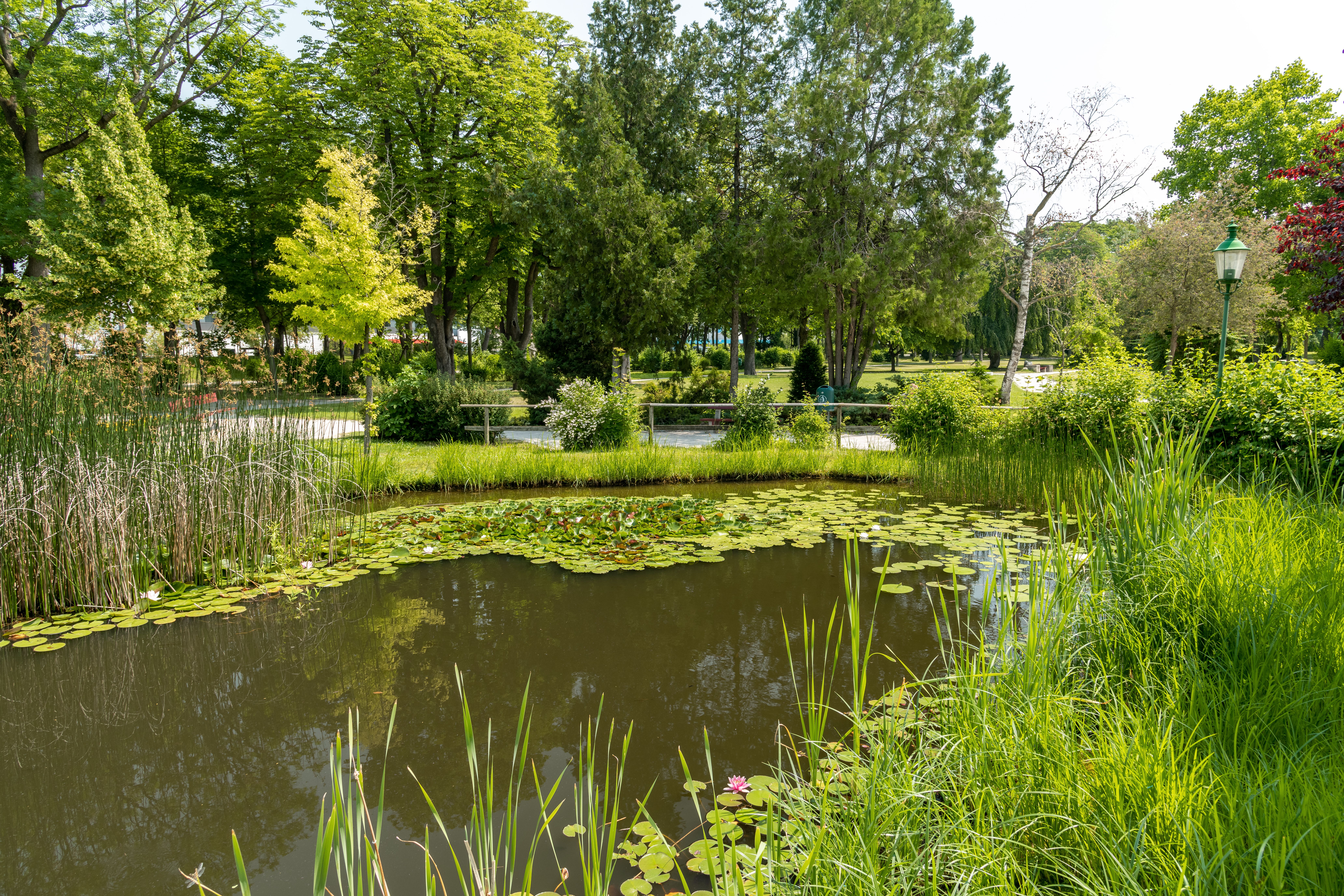 Teich im Stadtpark 
