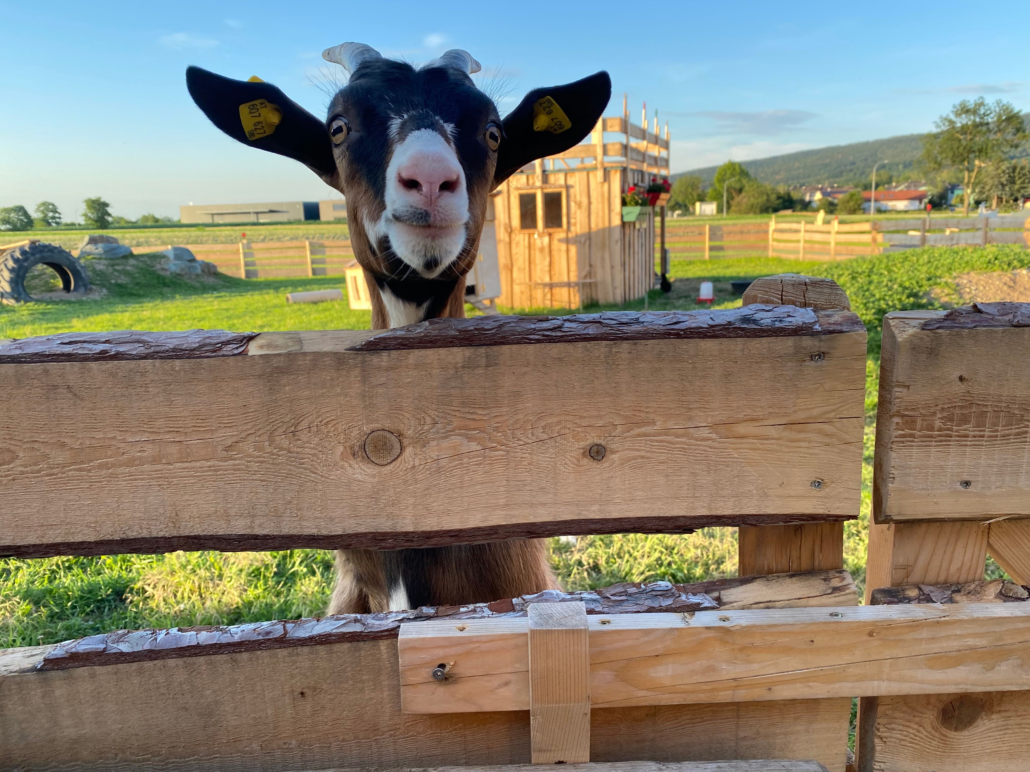 Eine Ziege schaut über einen Holzzaun auf einer grünen Wiese. Im Hintergrund ist ein kleines Holzgebäude. 