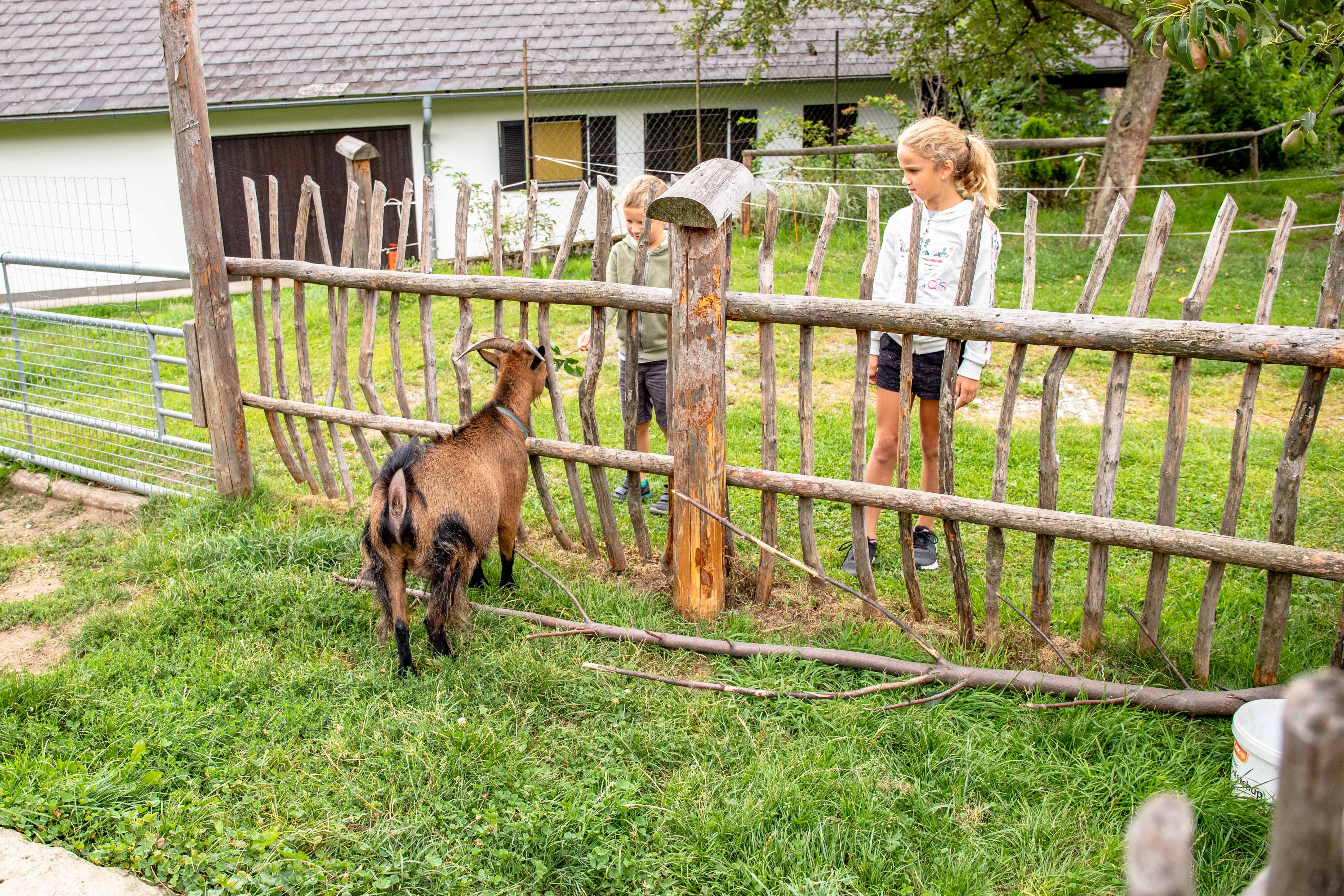 Zwei Kinder stehen hinter einem Holzzaun und schauen auf eine Zwergziege auf einer Wiese.