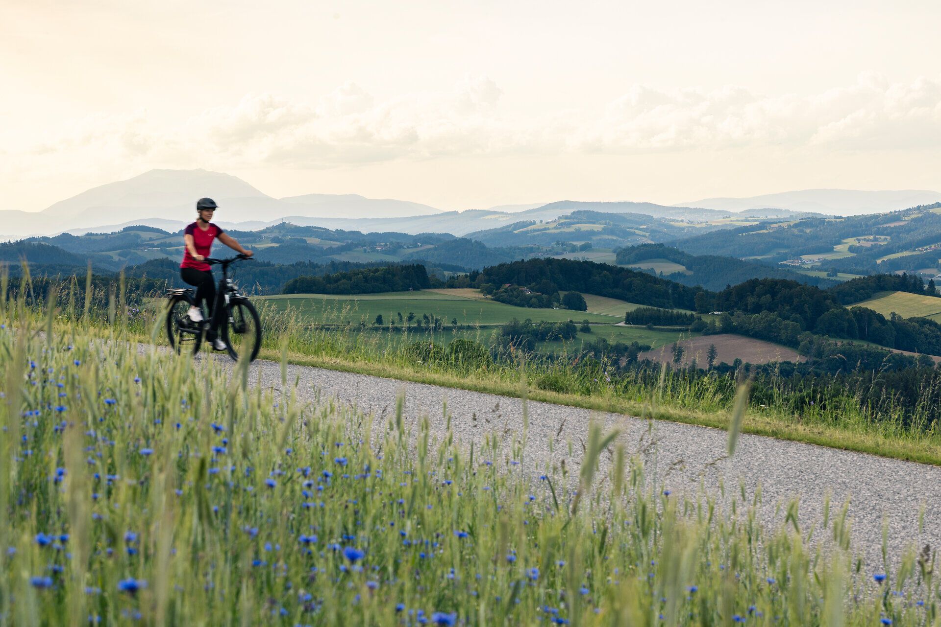 Ein Radfahrer fährt eine kleine Straße entlang. Im Vordergrund eine Wiese mit Gräsern und Blumen, im Hintergrund die Hügeln der Buckligen Welt.