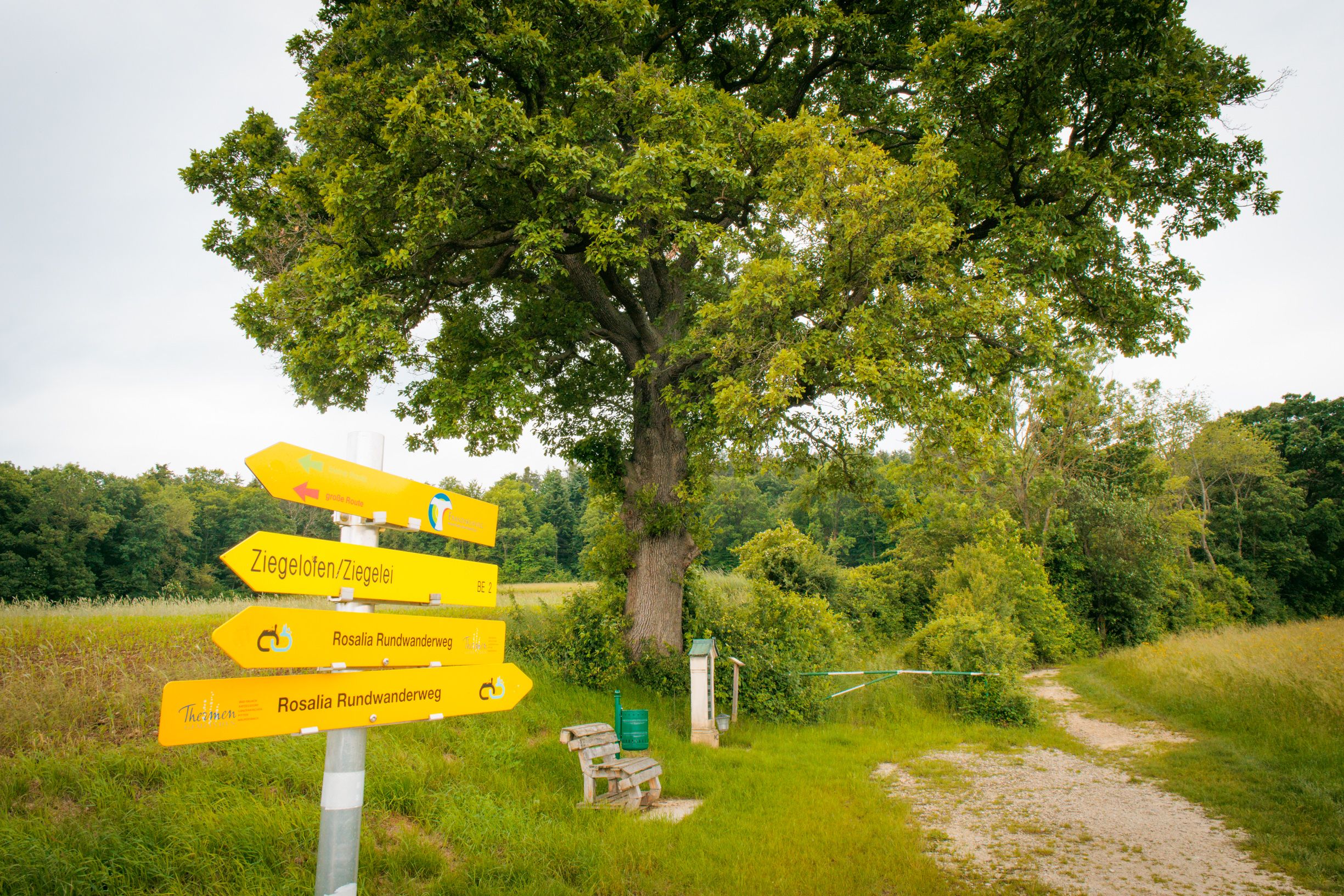 Ein Feldweg führt an einer großen Eiche vorbei, daneben stehen eine Sitzbank, ein Abfalleimer und eine Gedenktafel. Im Vordergrund stehen Wander-Wegweiser.