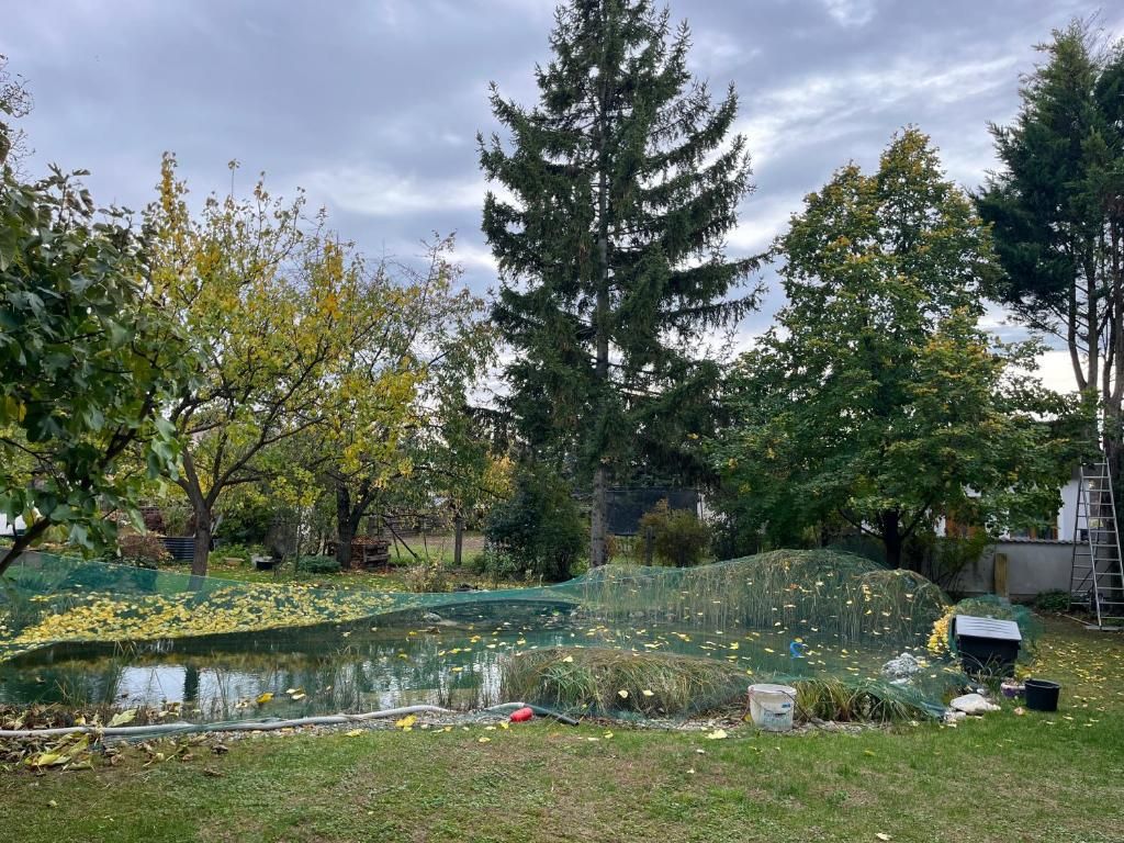Garden with pond