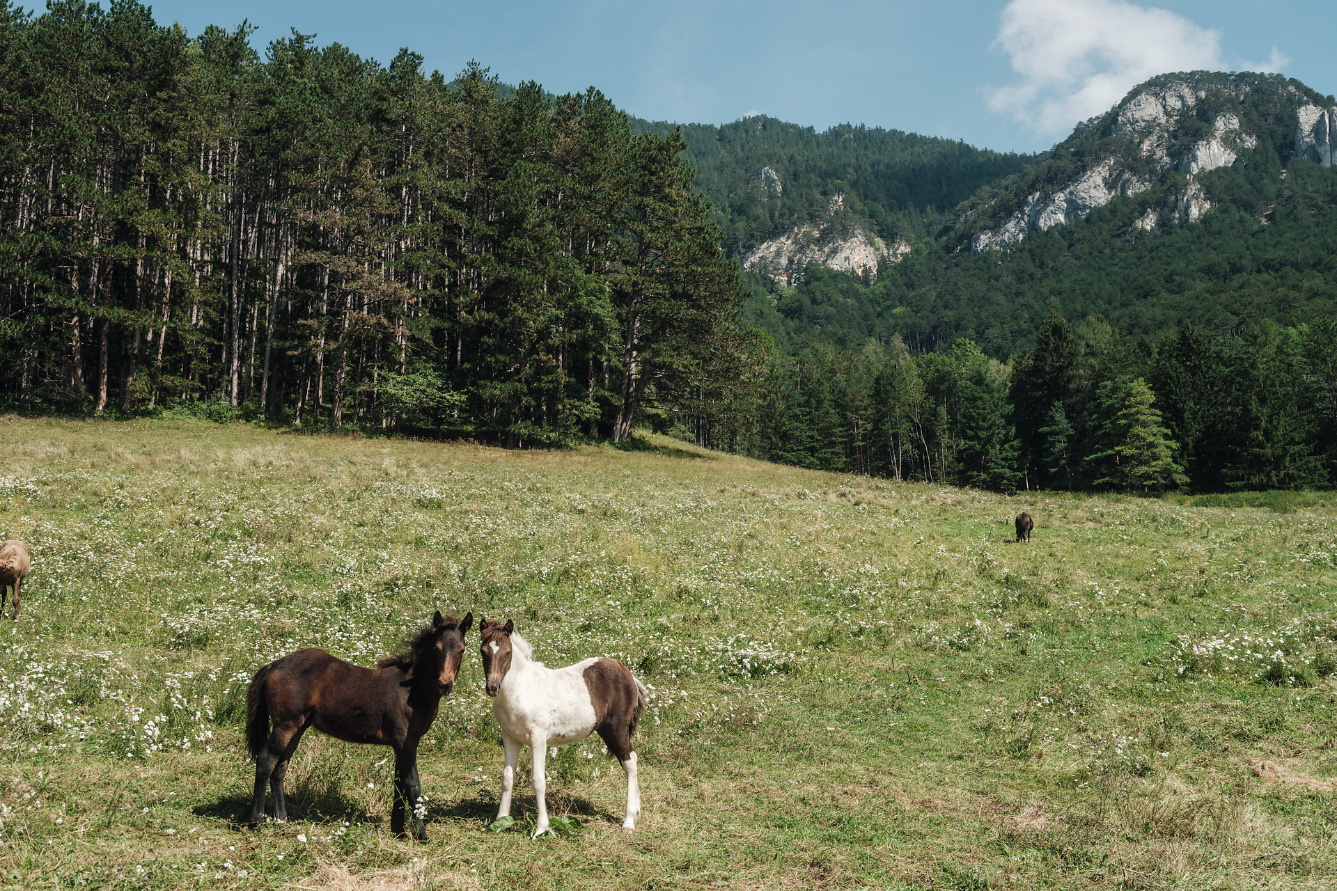In der sanften Hügellandschaft grasen friedlich zwei Pferde, während die majestätischen Berge im Hintergrund eine beeindruckende Kulisse bieten. Die Wiesen sind mit bunten Wildblumen geschmückt, die den Sommer in seiner vollen Pracht zeigen. Hier, wo die Natur in voller Blüte steht, spürt man die Ruhe und Schönheit der alpinen Landschaft.