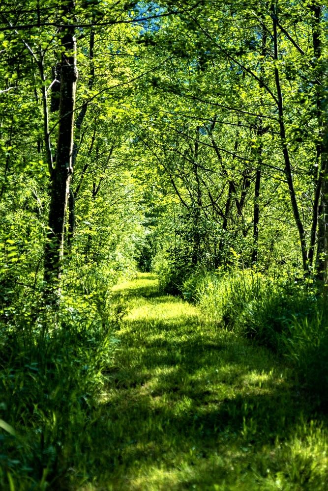Ein schmaler, grasbewachsener Pfad führt durch einen dichten, grünen Wald.
